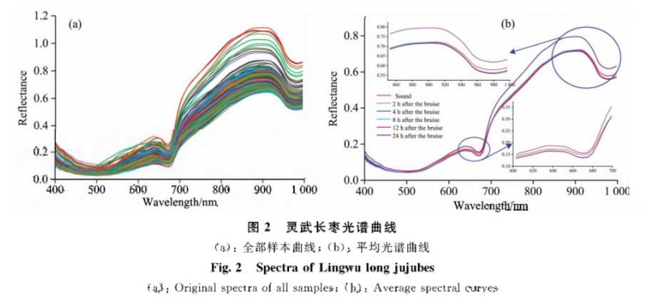 高光譜數(shù)據(jù)在損傷長(zhǎng)棗的檢測(cè)判別中的應(yīng)用